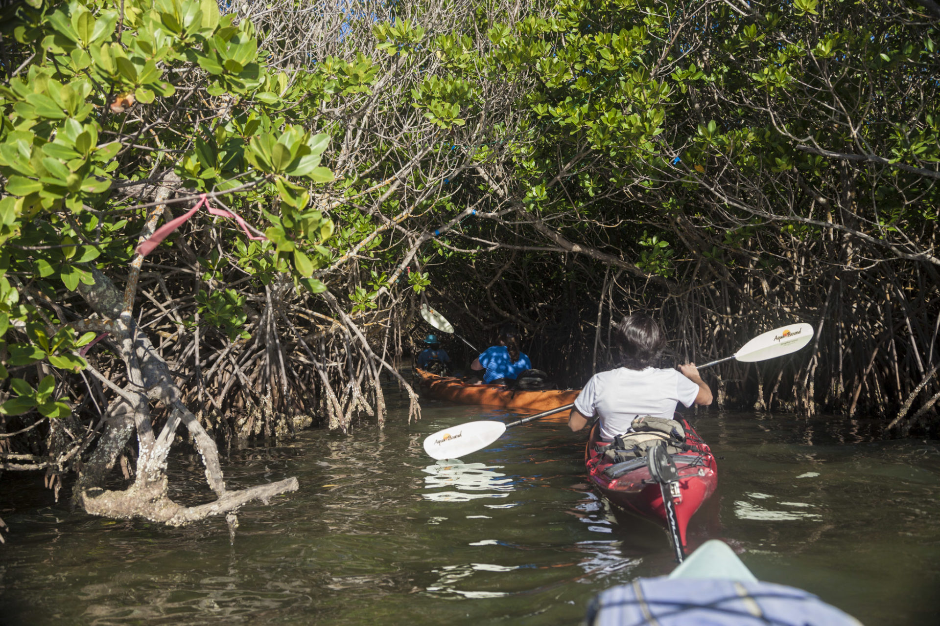 Wabasso Causeway Adventure Kayaking Tours